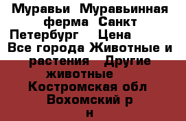 Муравьи, Муравьинная ферма. Санкт-Петербург. › Цена ­ 550 - Все города Животные и растения » Другие животные   . Костромская обл.,Вохомский р-н